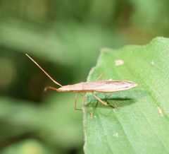 Darmistus subvittatus