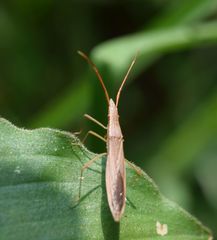 Darmistus subvittatus