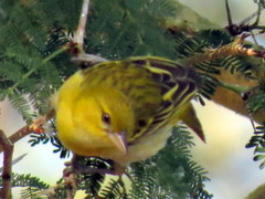 Ploceus intermedius cabanisii