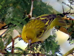 Ploceus intermedius cabanisii