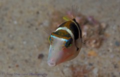 Canthigaster axiologus