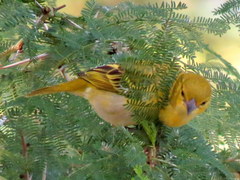 Ploceus intermedius cabanisii