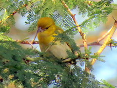 Ploceus intermedius cabanisii