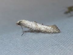 Epermenia albapunctella