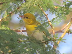 Ploceus intermedius cabanisii