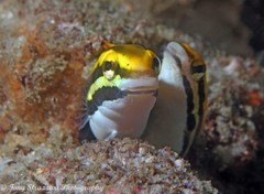 Petroscirtes fallax