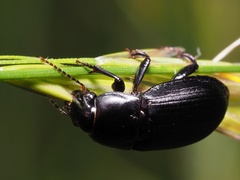 Harpalus serripes