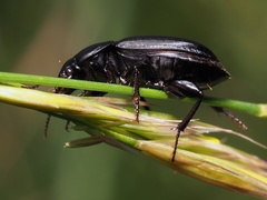 Harpalus serripes