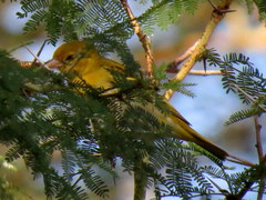 Ploceus intermedius cabanisii