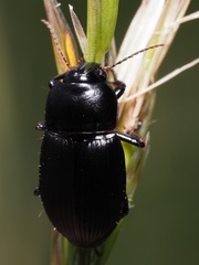 Harpalus serripes