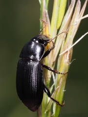 Harpalus serripes