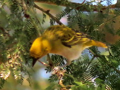 Ploceus intermedius cabanisii
