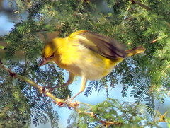 Ploceus intermedius cabanisii