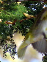 Ploceus intermedius cabanisii