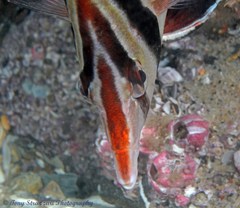 Chelmonops truncatus