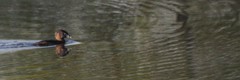 Podilymbus podiceps