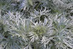 Artemisia arborescens