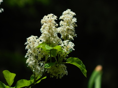 Ceanothus sanguineus