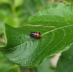 Cryptocephalus quinquepunctatus