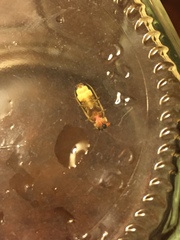 Photinus scintillans