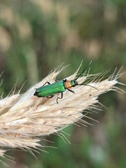 Anogcodes seladonius