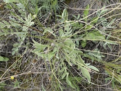 Psephellus turgaicus