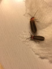 Photinus scintillans