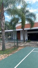 Syagrus romanzoffiana