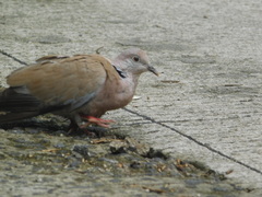 Streptopelia bitorquata