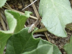 Neoaliturus tenellus