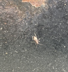 Deraeocoris flavilinea