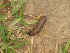 Pterygota