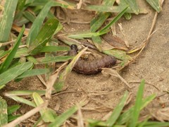 Pterygota
