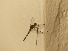 Libellulidae