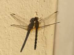 Libellulidae