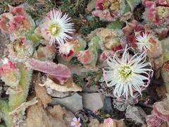 Mesembryanthemum crystallinum