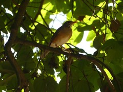 Turdus libonyana