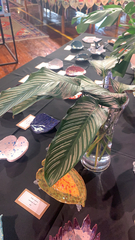 Spathiphyllum wallisii