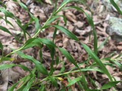 Liatris compacta