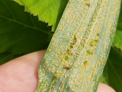 Puccinia hysterium