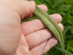 Puccinia hysterium