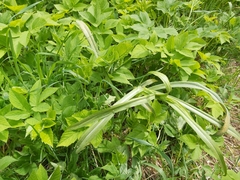 Puccinia hysterium