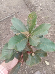 Quercus segoviensis image