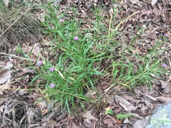 Liatris compacta
