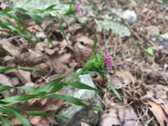Liatris compacta