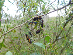 Oncopeltus orourkeae