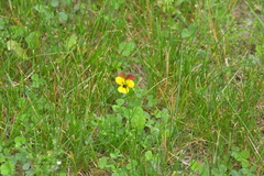 Viola × wittrockiana