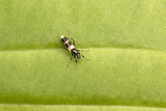 Tachydromia umbrarum