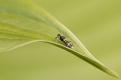 Tachydromia umbrarum