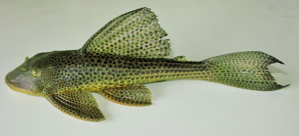 Allied pleco (Hypostomus affinis) — Loricariidae